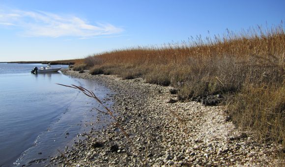 6) Eroding Late Holocene Native American oyster midden at low tide in Fishing Bay, Maryland.JPG