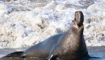 How This Small Nonprofit Helped Save California’s Elephant Seals