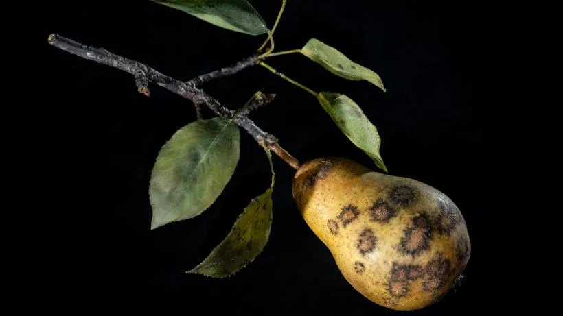 Glass Models of Decaying Fruit Set to Go on View After Two Decades in Storage