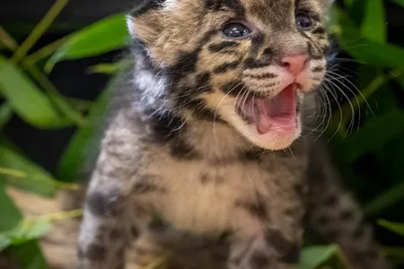 The clouded leopard kitten, born last month at the Oklahoma City Zoo, has now been transferred to the Nashville Zoo to be hand-reared and eventually paired with a mate.