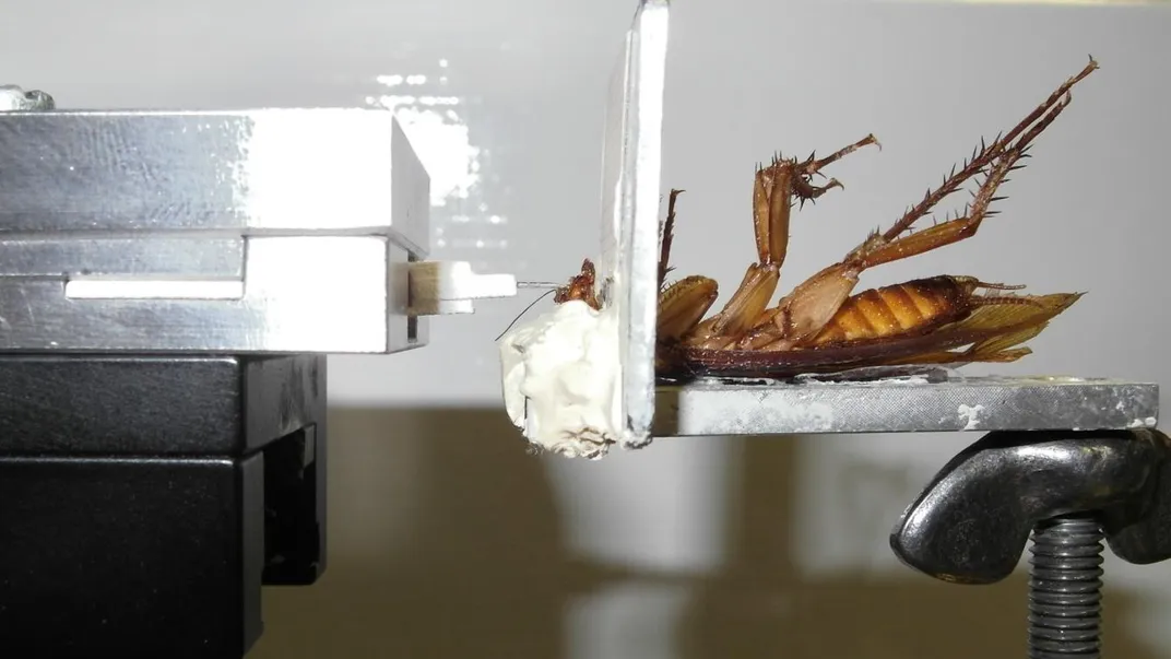 Cockroach Setup