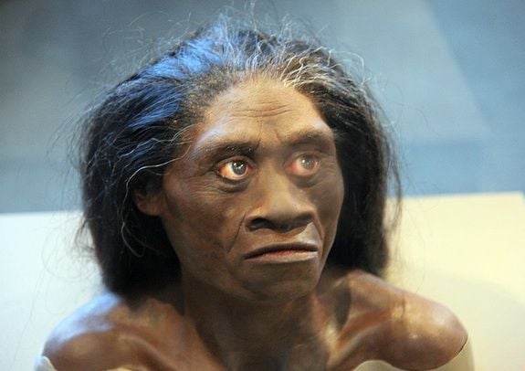 A female H. floresiensis recreation from the Smithsonian Museum of Natural History.