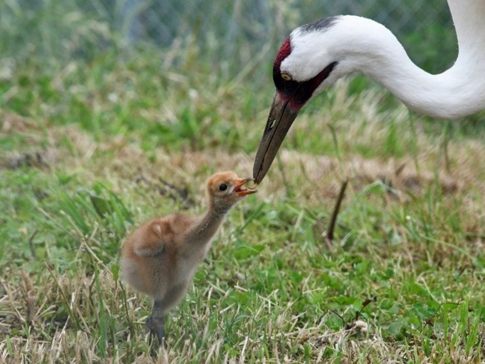 An adult and baby whooping crane