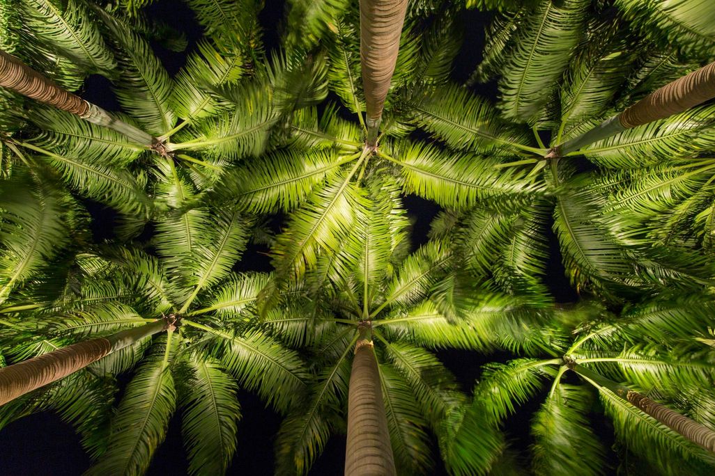 Trees
