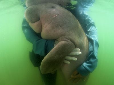 Mariam the dugong photographed as she is cared for by park officials and veterinarians from the Phuket Marine Biological Centre on Libong island.
