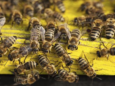 Bees from a single species aren't as effective in pollinating as bees from a diversity of species, a new study shows.