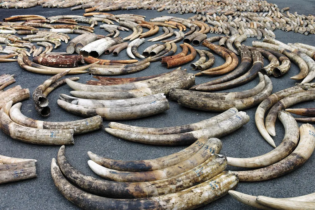 Tusks from an $8 million shipment
