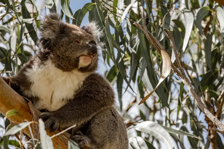 Sleepy koala in lovely daylight_French Island.jpg