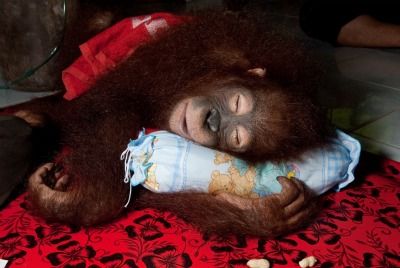 20110520110727orang-baby-pillow-small.jpg