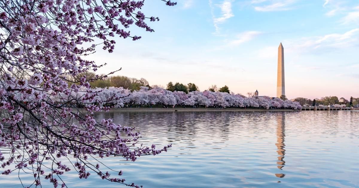 Everything to Know for Washington DC Cherry Blossom Season