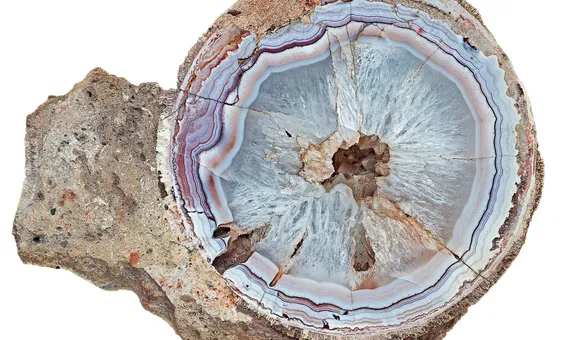 Titanosaur egg for cover