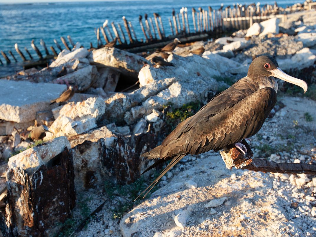 Frigatebird Near Bulky Dump