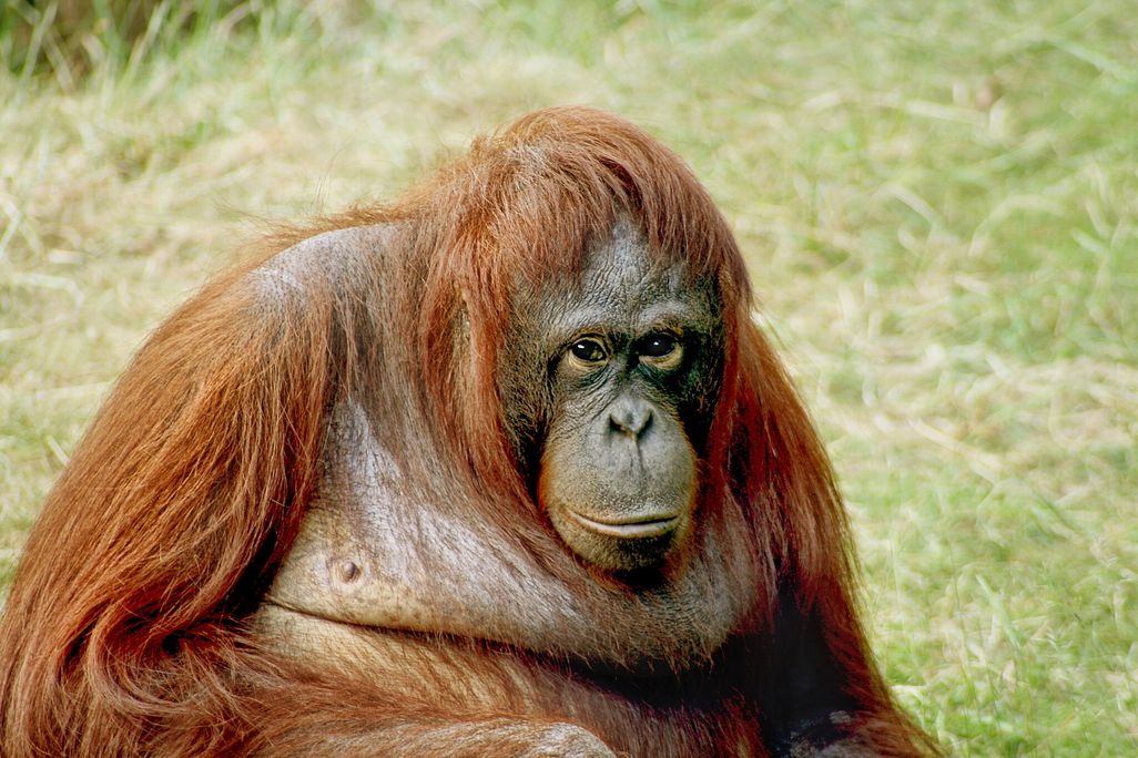 Orangutan sitting on grass