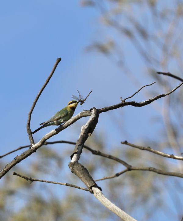 Australian rainbow bee eater with morning catch of the day! thumbnail