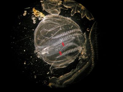 Comb jelly larvae, highlighted by red arrows, shown inside an adult.
