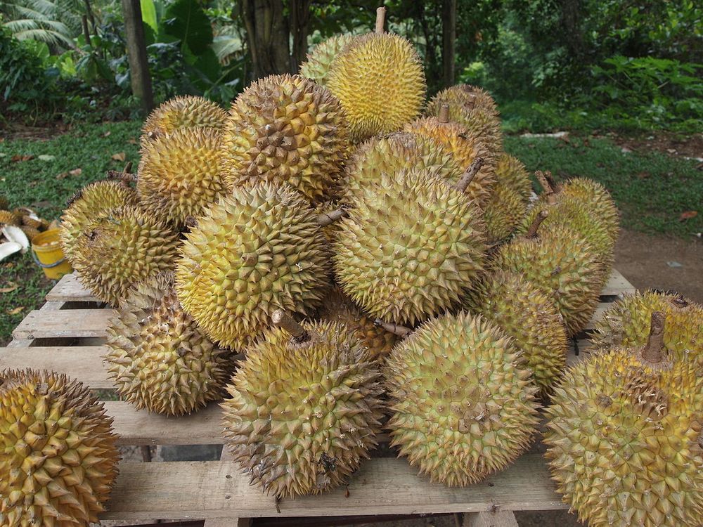 Durians Smell Awful But The Taste Is Heavenly Science Smithsonian Magazine