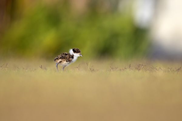 Lost in the Grass thumbnail