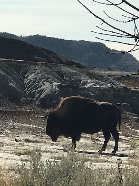 Buffalo of the Badlands thumbnail