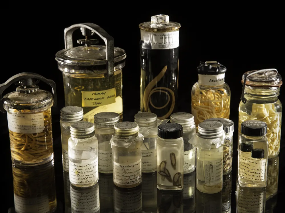 15 antique, scientific jars filled with preserved parasites on black background.