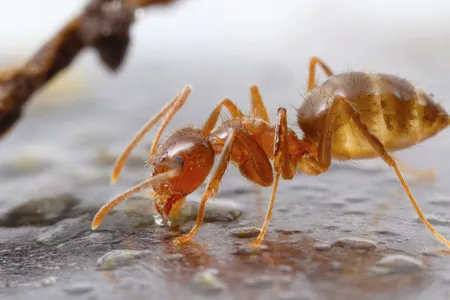 Acid-spewing tawny crazy ants, formerly called raspberry crazy ants, have been spreading through the gulf coast in recent years.