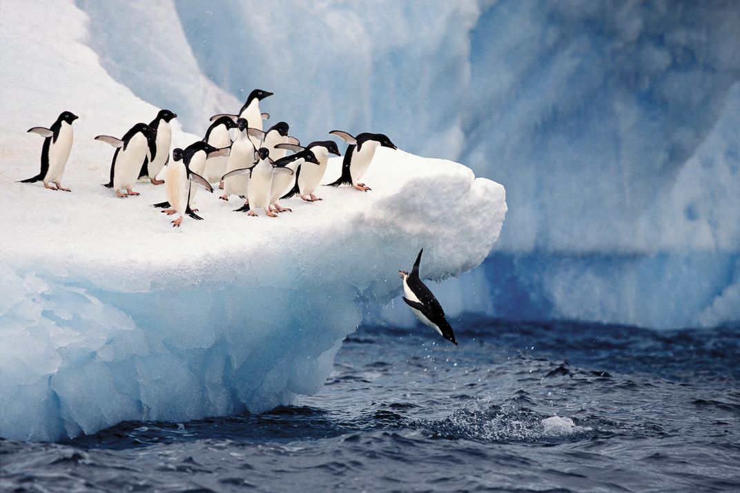 Adélie penguins in Antarctica