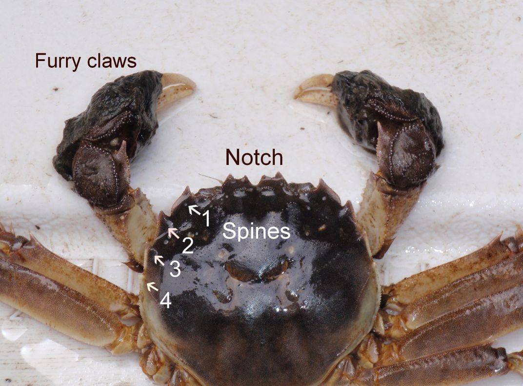 Mitten crab with labels for claws, notch at front of shell and spines along side of shell
