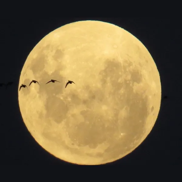 Flock of ducks fly across a full moon thumbnail