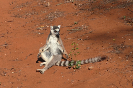A male lemur with clearly visible scent glands on its wrists.