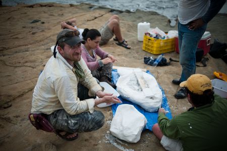 Scientists from the Smithsonian’s National Museum of Natural History (including Nick Pyenson, left) and the Smithsonian Tropical Research Institute collect a fossil dolphin from the Caribbean coast of Panama. The fossil is encased in a white plaster jacket, and recovered as the tide rushed in.
© Aaron O'Dea / Smithsonian Institution