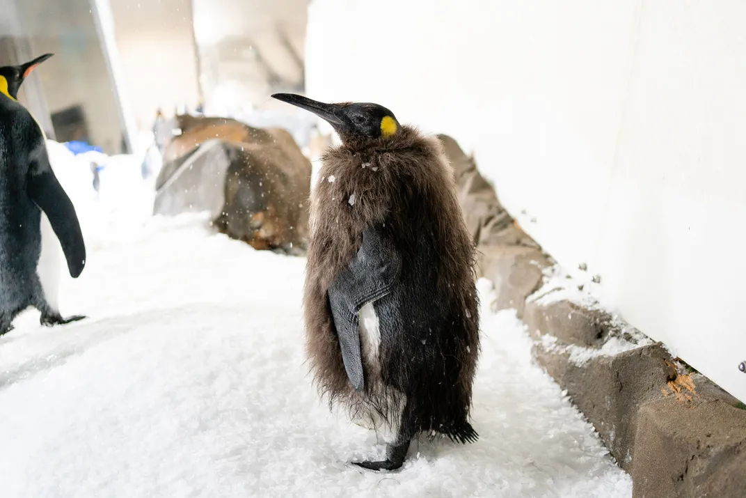 Pesto with some adult plumage and some scruffy feathers around his neck and sides