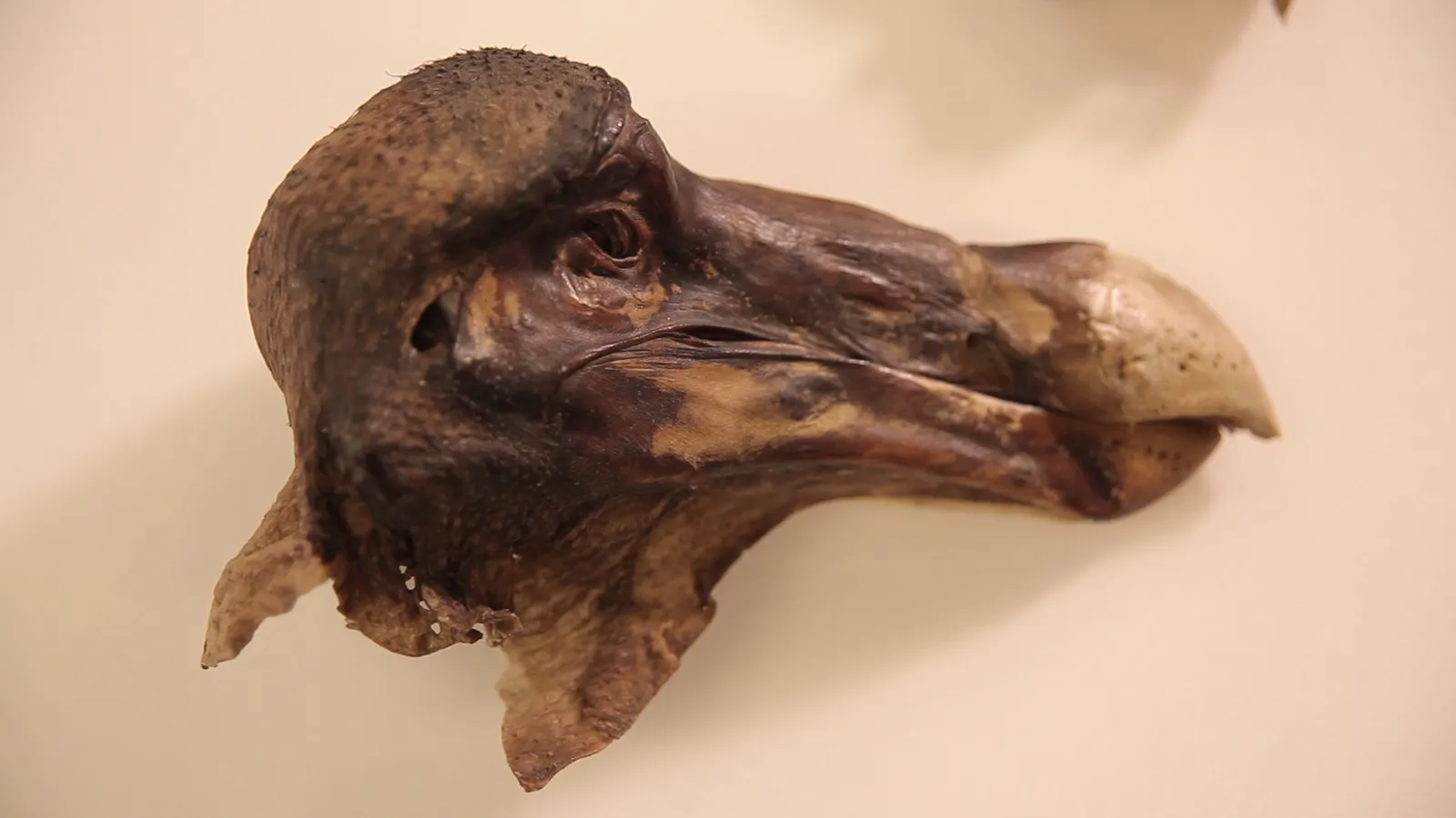 Murder Most Fowl: Forensic Scan Shows the Legendary Oxford Dodo Was Shot |  Smart News| Smithsonian Magazine