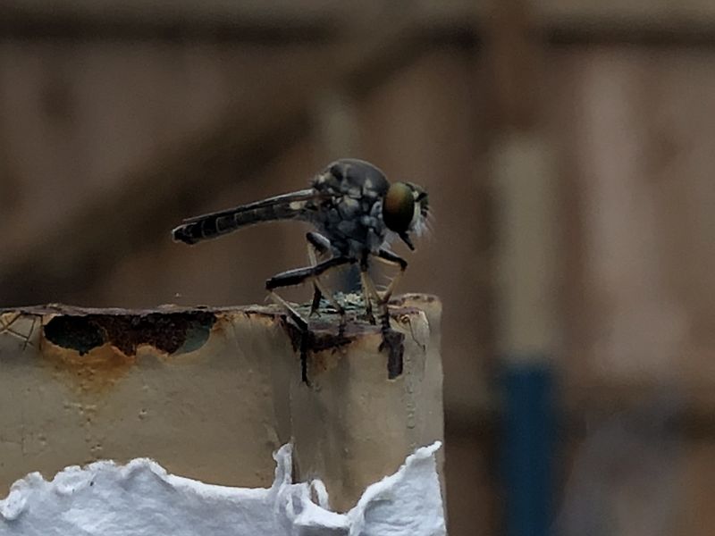 Shoo Fly Smithsonian Photo Contest Smithsonian Magazine