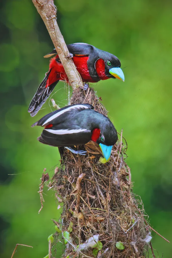 Black and Red broadbills nest construction thumbnail