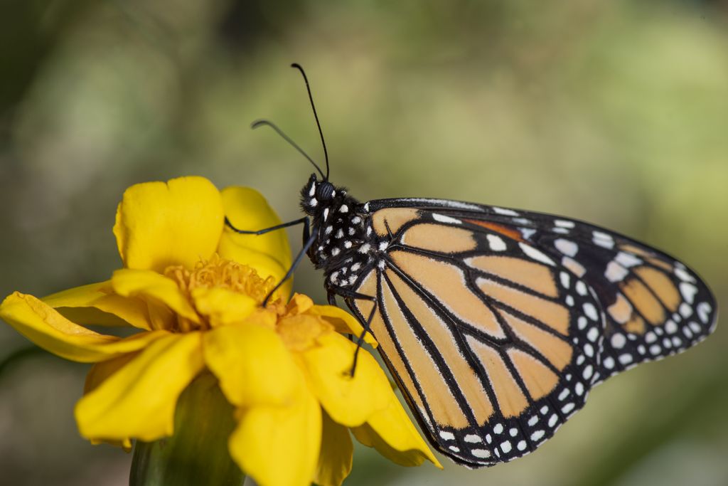 a monarch butterfly with wings folded on a yellow flower
