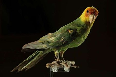 A Carolina parakeet (Conuropsis carolinensis) specimen. 