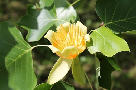 Flower of tulip tree (Liriodendron tulipifera).