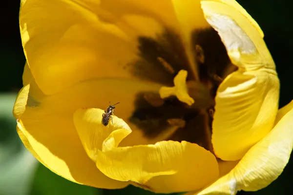 Enticement thumbnail