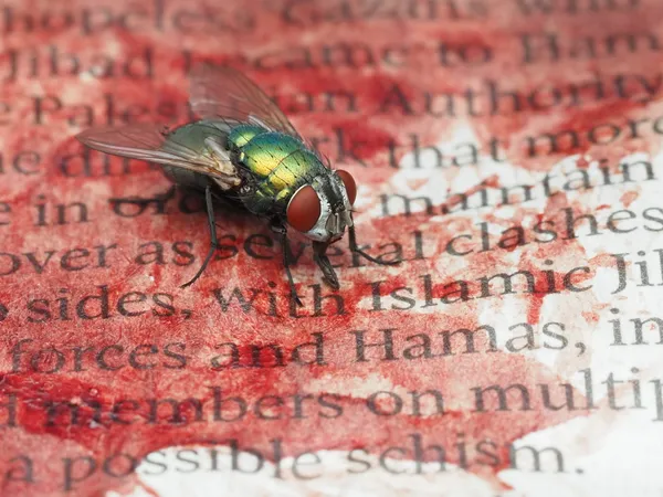 Greenbottle fly tasting rattlesnake blood on newspaper. thumbnail