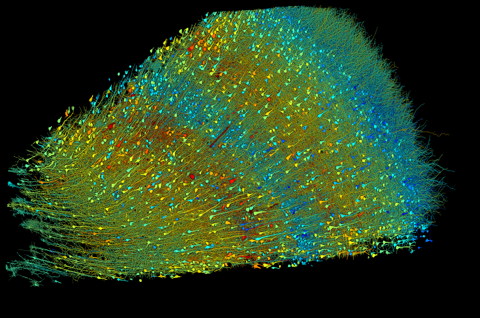 Scientists Imaged and Mapped a Tiny Piece of Human Brain. Here