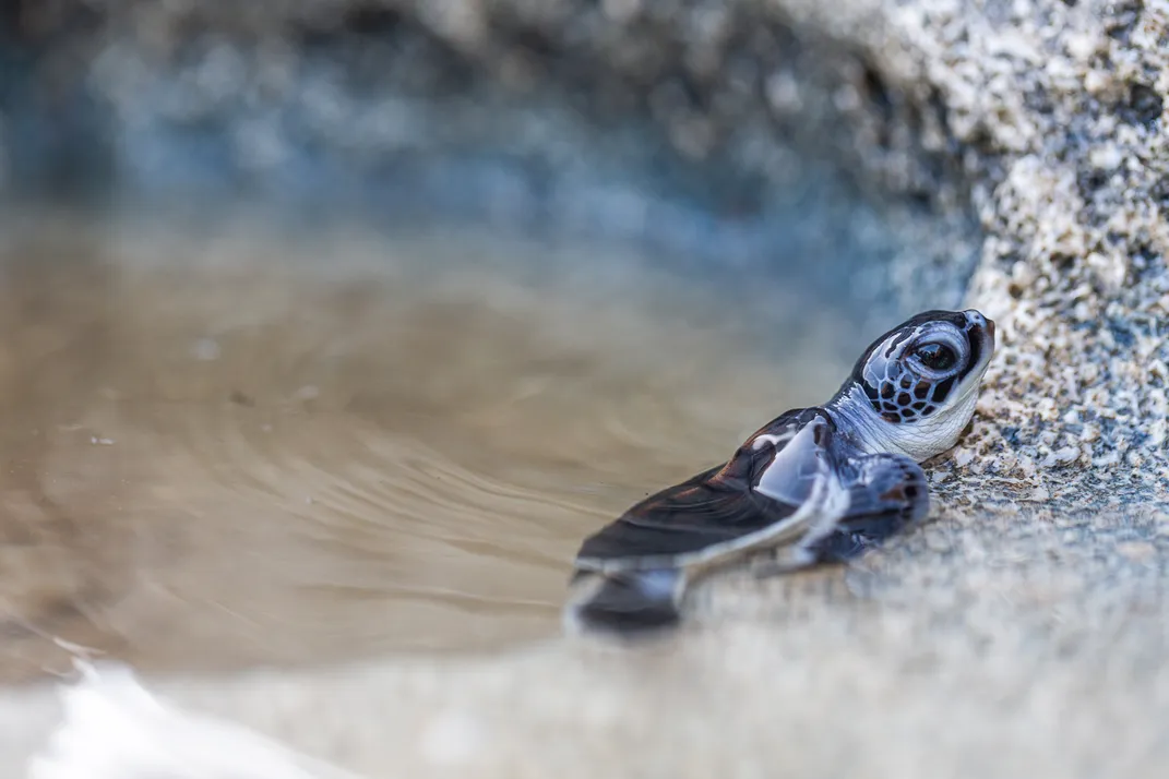 a baby green turtle on the side of a pool of water on a beach