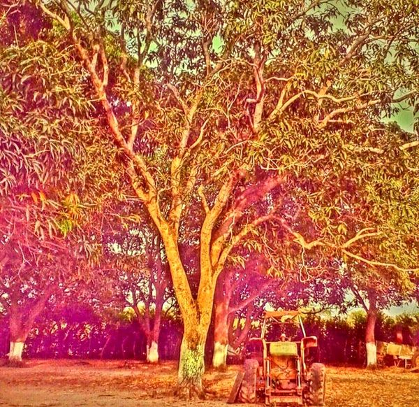 the tree and the tractor thumbnail