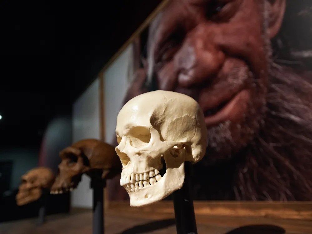 A human skull is on display with a mural-size rendering of a Neanderthal man on the wall behind the display. 