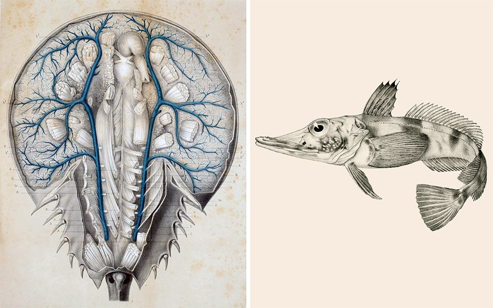 left: an illustration of a horseshoe crab with blue veins; right: an illustration of an icefish