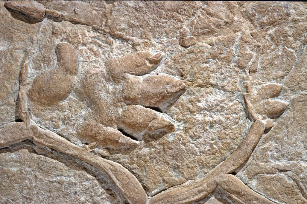 Hand beast footprint