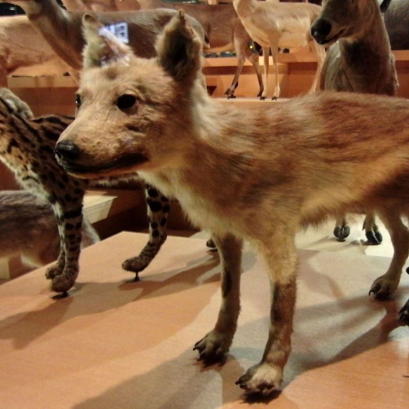 Ancient Japanese Wolves May Be the Closest Wild Relative of Modern