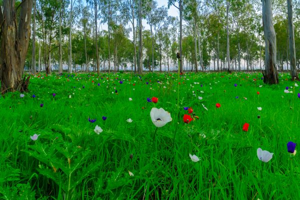 Colorful Anemone wildflowers in a Eucalyptus grove thumbnail