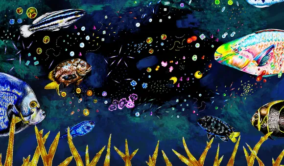 Coral illustrations