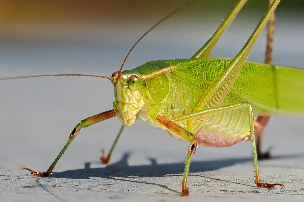 a close-up of the head and most of the body of a green katydid