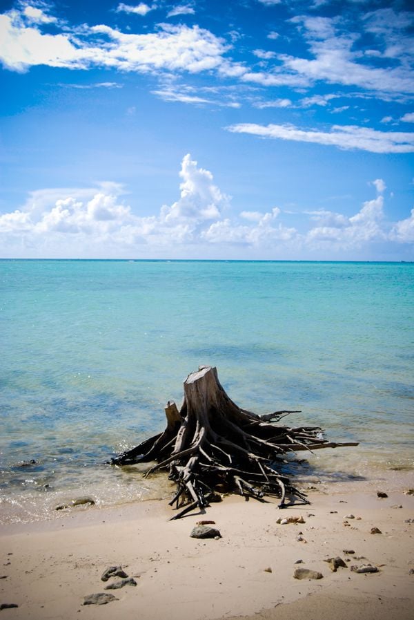 I was walking along the coastline of Saipan, CNMI, and I saw this tree stump that had washed up on shore. It sat there as if the tree it held actually grew there. thumbnail