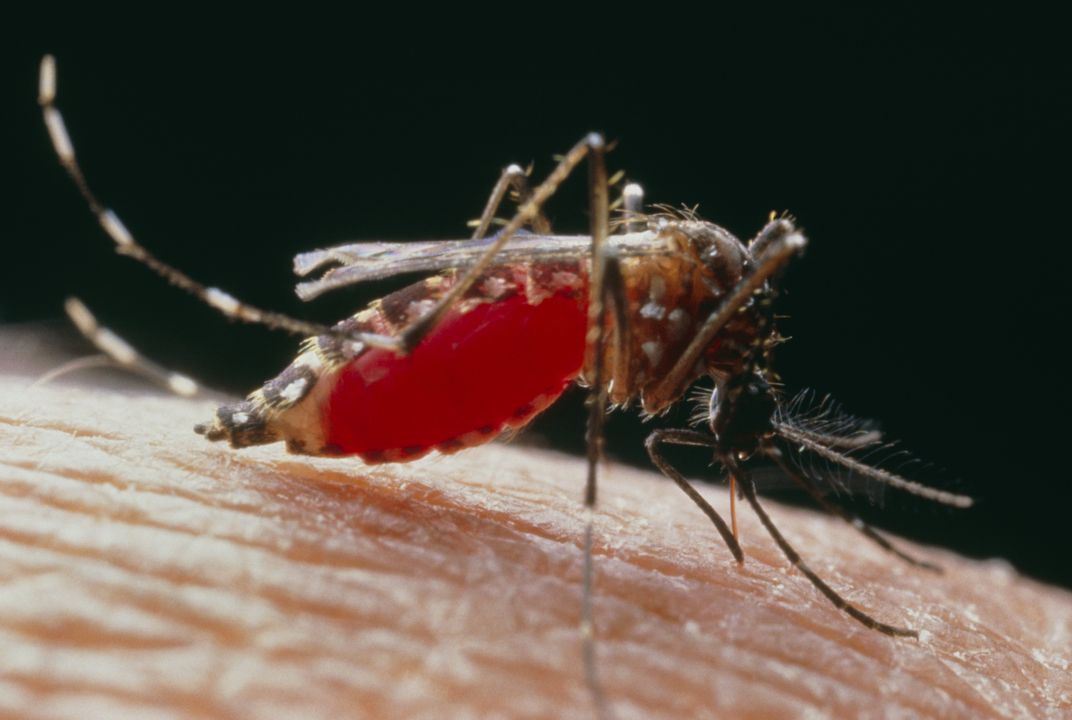 Mosquitoes Kill More Humans Than Human Murderers Do | Smart News|  Smithsonian Magazine
